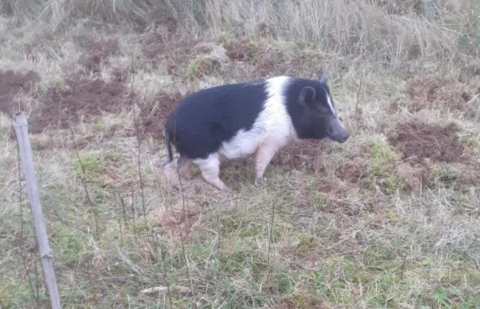 Wessen Zwergschwein ist das, das seit zwei Wochen umherirrt?