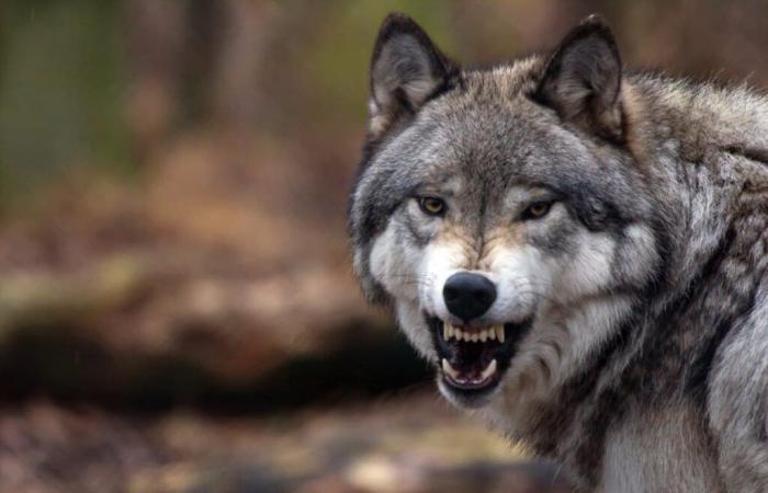 Haute-Savoie: Ein Rehkitz, der vor einem Haus in einem städtischen Gebiet von einem Wolf gefressen wird!