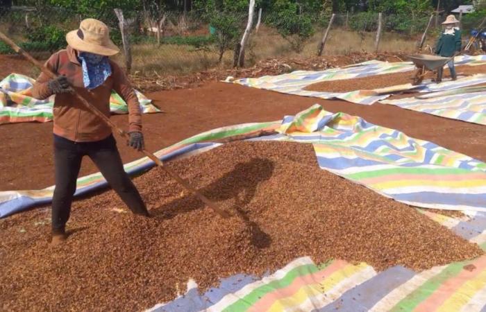 Sollten wir uns Sorgen machen, wenn die Kaffeepreise fallen?