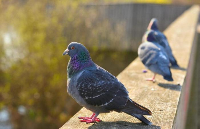 Diese von Tauben befallene Stadt in der Nähe von Bayeux ergreift radikale Maßnahmen