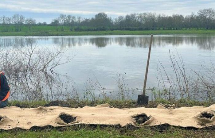 Auwald: Neue Maßnahmen zum Schutz der Flussufer