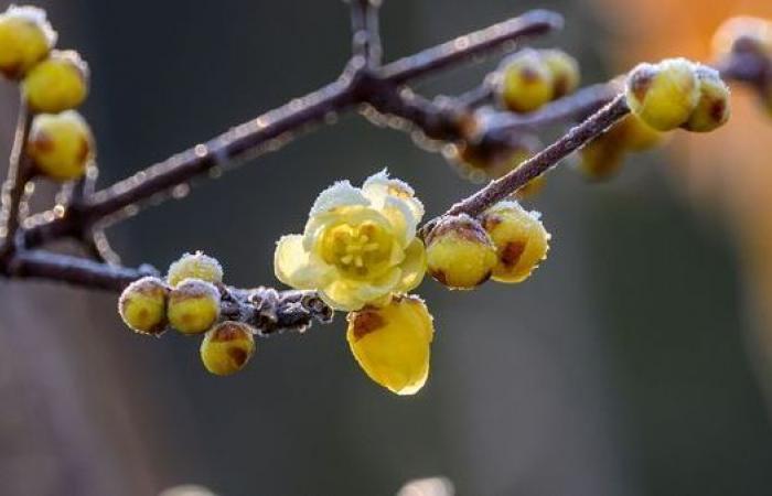 Milder Winter bedroht Ökosysteme und Nutzpflanzen in Frankreich, warnen Klimaforscher