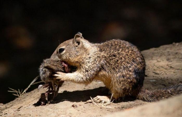 in Kalifornien blutrünstige Eichhörnchen