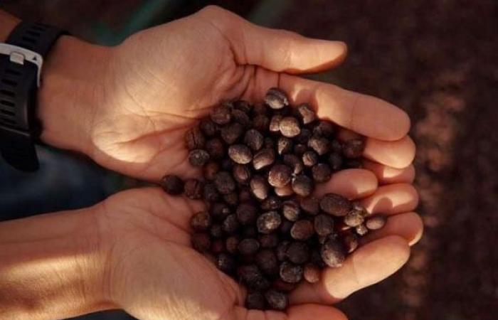 Die inländischen Kaffeepreise könnten auf dem aktuellen Niveau bleiben