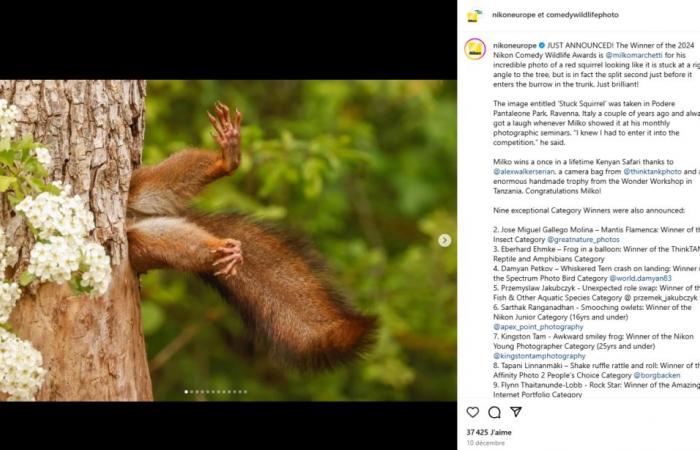 Das urkomische Foto eines Eichhörnchens, das in einem Baum steckt, wurde zum lustigsten Foto des Jahres gewählt