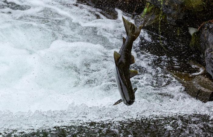 Der Faktor Mensch | Welcher Lachs ist der beste für die Umwelt?