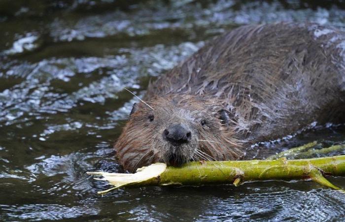 VIDEO. „Offensichtlich haben wir nichts gegen Biber“: überflutete Bauern, verärgert über Nagetierdämme