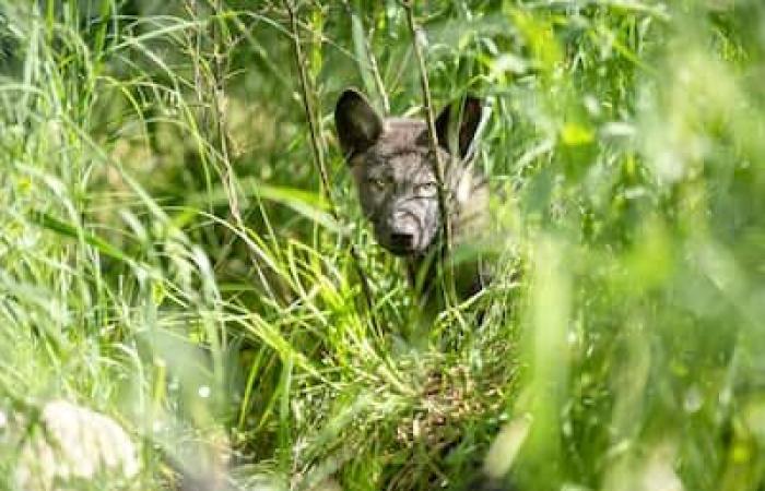 Quebec-Premiere: Verwaiste Jungtiere werden wieder in unsere Wälder integriert