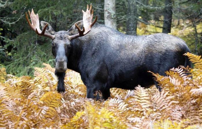 Schwarzmarkt für Wildfleisch: Die Legault-Regierung weigert sich, sich einzumischen