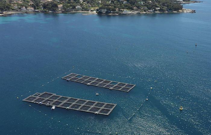 Aquafrais Cannes: Meeresbauern seit 35 Jahren