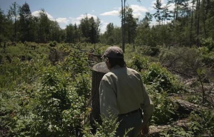 Schaffen Sie Wälder, die widerstandsfähiger gegen den Klimawandel sind