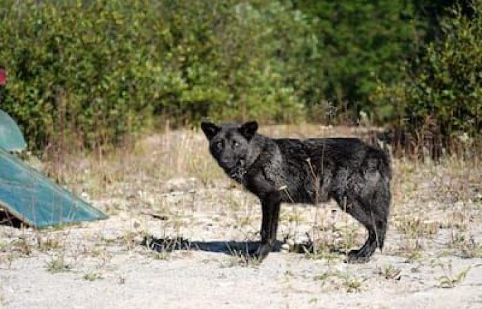 Quebec-Premiere: Verwaiste Jungtiere werden wieder in unsere Wälder integriert