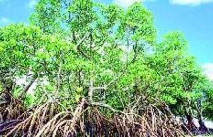 Eine Mangrove rettet unser Leben: Das lehrt uns der Tsunami von 2004