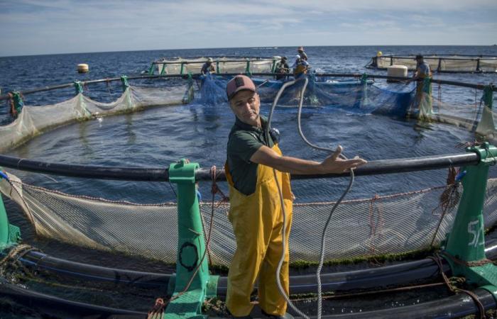 Aquakultur: 200 installierte Farmen mit einem Produktionsziel von 124.000 Tonnen pro Jahr