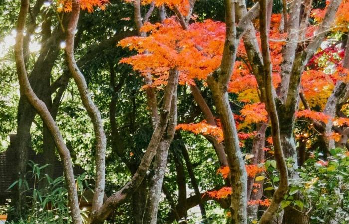 +1,97°C. Im Jahr 2024 erlebte Japan einen historisch warmen HerbstDozoDomo