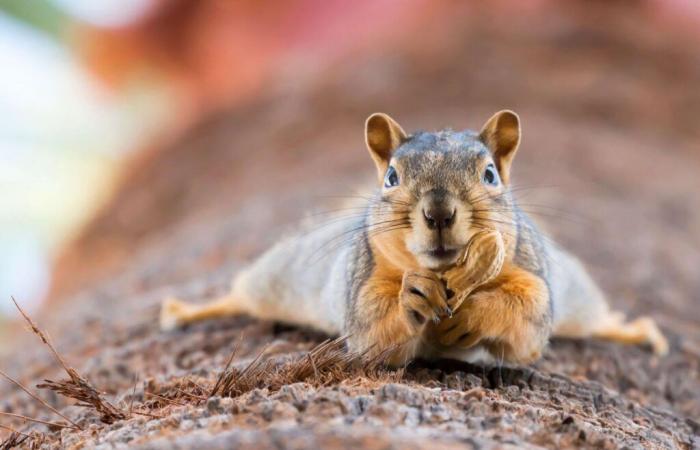 Kalifornische Eichhörnchen sind zu fleischfressenden Killern geworden!