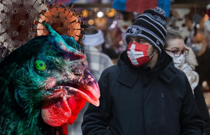 Menschen könnten die Vogelgrippe übertragen