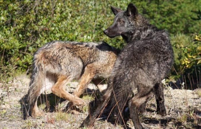 Quebec-Premiere: Verwaiste Jungtiere werden wieder in unsere Wälder integriert