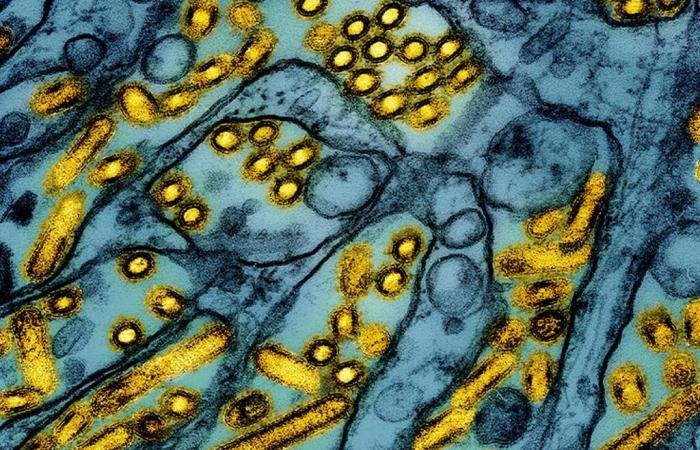 „Die weltweite Verbreitung des hochpathogenen H5N1-Virus ist besonders besorgniserregend“