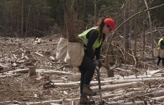 Schaffen Sie Wälder, die widerstandsfähiger gegen den Klimawandel sind