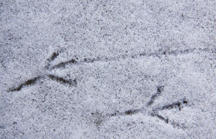 Weihnachtswetter, Polarkälte und Schneeeffekt an der Adria: Schneestürme kommen