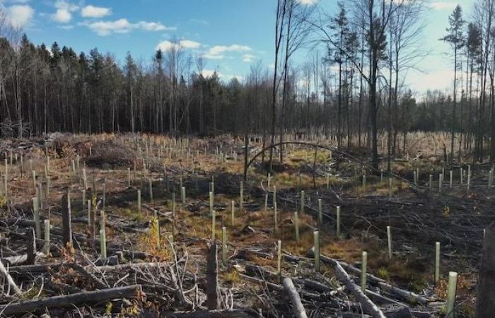 Schaffen Sie Wälder, die widerstandsfähiger gegen den Klimawandel sind