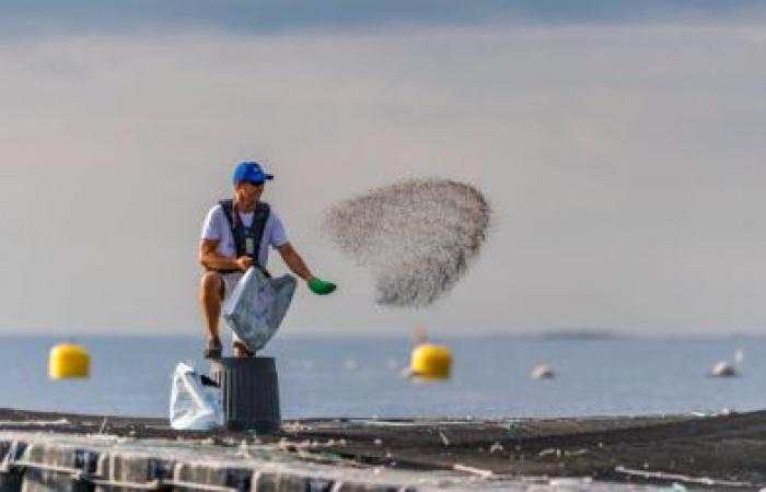 Aquafrais Cannes: Meeresbauern seit 35 Jahren