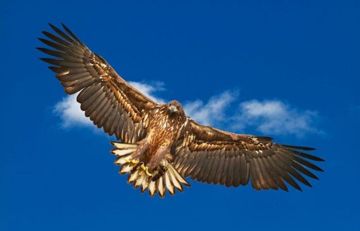 Ein Gänsegeier, der von einer Windkraftanlage niedergemäht wurde? Der Vorfall entfacht die Debatte neu