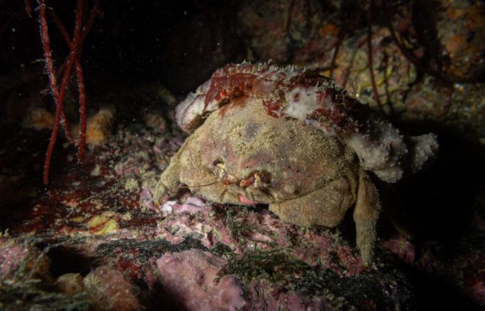 die faszinierenden Fotos von Pierre unter dem Meer, nur wenige Meter vom Ufer entfernt