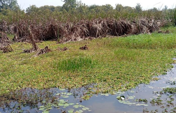 Casamance-Fluss in Gefahr: Versandung, Typha und Seerosen bedrohen diesen Wasserlauf in der Nähe von Sare Yoba