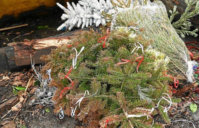 Die Stadt Quimper lädt Sie ein, Ihrem Weihnachtsbaum ein zweites Leben zu schenken