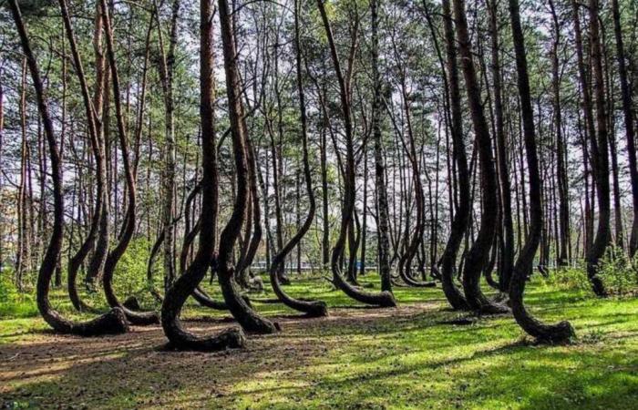 Kennen Sie die spektakulären und geheimnisvollen „krummen Bäume“ Polens?