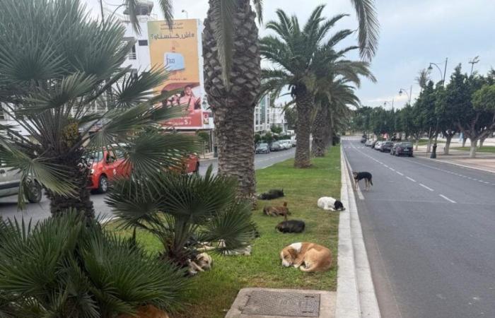 Die Verbreitung streunender Hunde in den Straßen von Agadir … eine sich verschlimmernde Krise „Foto“.