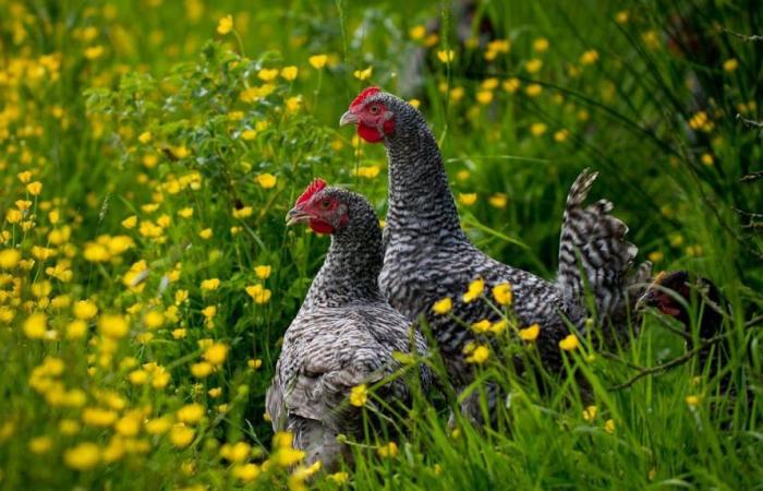 „Rolls-Royce des Geflügels“, die Kuckuckshenne von Rennes will ihre Federn retten