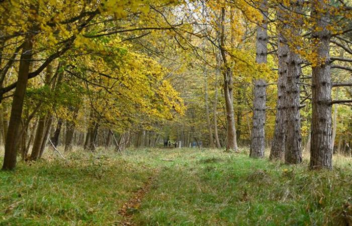 Der neue Regionsbesitzer eines privaten Waldes im Süden von Val-de-Marne