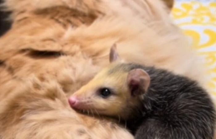 Eine Katze findet Gefallen an einem Baby-Opossum, das in ihm den perfekten Ersatz-Papa sieht (Video)