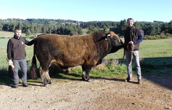 Landwirtschaftsschau: Emilien und sein Aubrac-Bulle Romarin werden zum ersten Mal in Paris ausgewählt