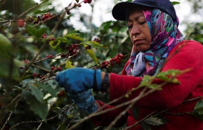 Nach dem Kakao explodieren die Kaffeepreise und locken Kriminelle an