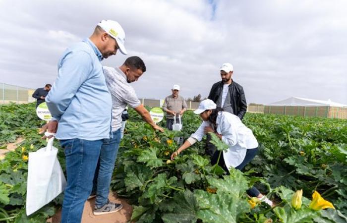 In Agadir bringt Syngenta 5 neue, resistentere Zucchini-Sorten auf den Markt! – AgriMaroc.ma