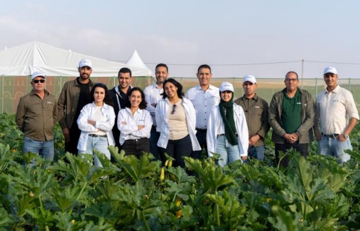 In Agadir bringt Syngenta 5 neue, resistentere Zucchini-Sorten auf den Markt! – AgriMaroc.ma