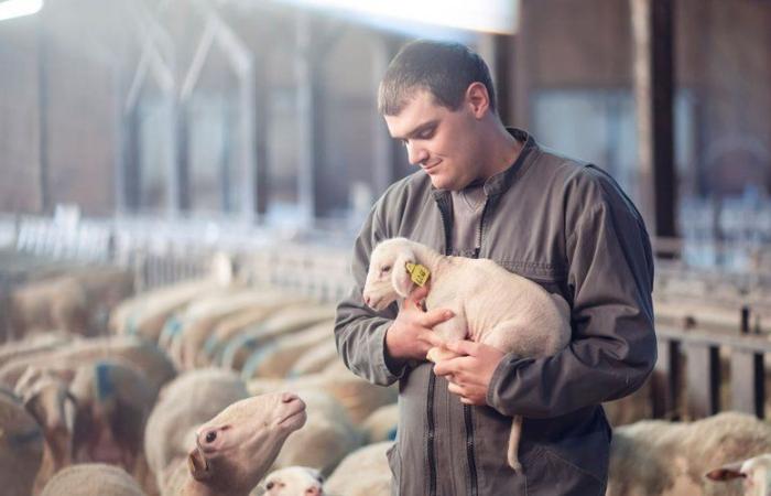 Zwei Aveyron-Bauern in der nächsten Staffel von Love is in the Meadow auf M6