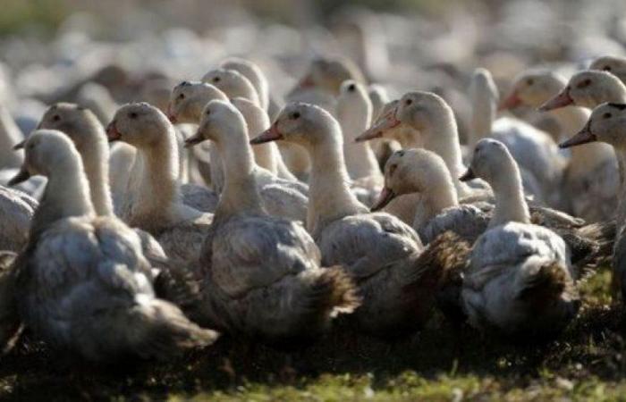 Vogelgrippe: höhere Kosten, territoriale Unterschiede … Warum meckern manche Züchter über die Impfung?