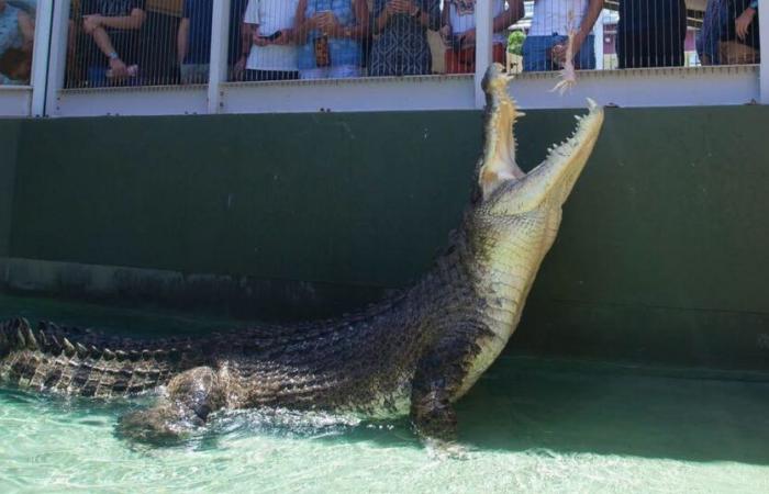 Salzwasserkrokodil, das in „Crocodile Dundee“ mitspielte, stirbt in Darwin