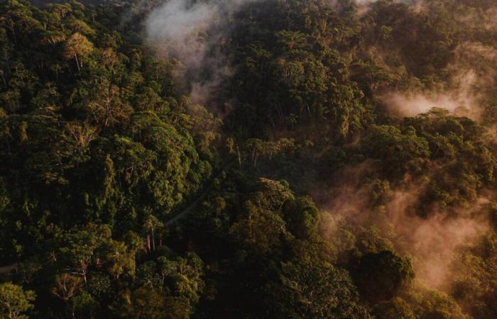 In „Amazonia“ bricht Marcio Souza mit den Klischees über den Tropenwald