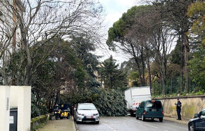 Großer Schrecken in Carcassonne, nachdem ein Baum auf eine Straße fiel: Es wurden keine Verletzten gemeldet, aber zwei geparkte Autos prallten zusammen