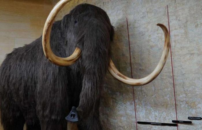 Was ist dieses neue Mammut, das in Russland ausgestellt wird?