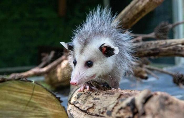 Im Südosten Australiens vermehren sich fleischfressende Bakterien gefährlich