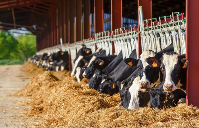 Zucht. Ein alarmierender Rückgang der Viehbestände und ein Rückgang der Produktion