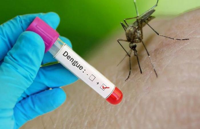 Denguefieber, Chikungunya, Oropouche … Die ARS von Martinique ruft zur Wachsamkeit gegenüber Arboviren auf