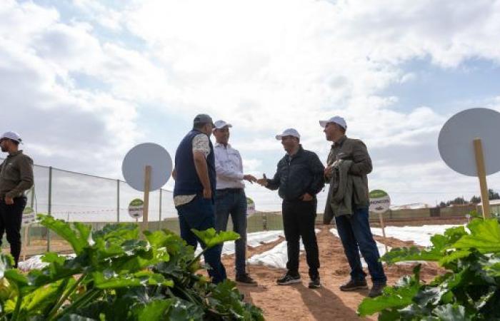 In Agadir bringt Syngenta 5 neue, resistentere Zucchini-Sorten auf den Markt! – AgriMaroc.ma